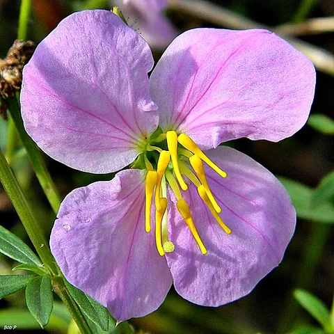 rhexia: any of the genus Rhexia of plants in the family Melastomataceae