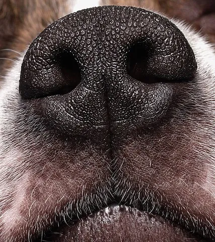 rhinarium: the naked surface of skin around the external openings of the nostrils of the nose in most mammals,...