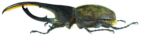 rhinoceros beetle: any of various tropical beetles, of the subfamily Dynastinae, having horns on the head and thorax;...