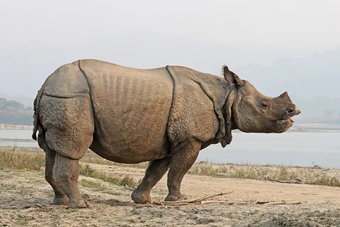 rhinoceros: any large herbivorous ungulate mammal native to Africa and Asia of the family Rhinocerotidae, with...