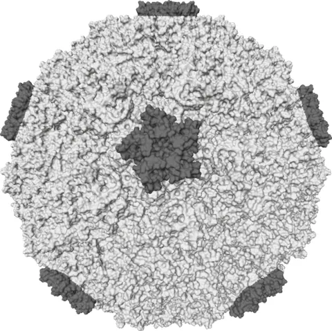 rhinovirus: any of many common infectious RNA viruses, of the genus Rhinovirus, that cause disorders such as...