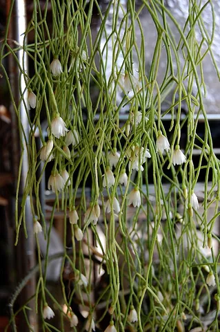 rhipsalis: any plant of the genus Rhipsalis, epiphytic flowering plants in the cactus family, often known as...