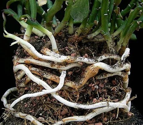 rhizome: a horizontal, underground stem of some plants that sends out roots and shoots (scions) from its...