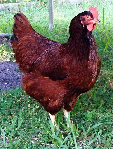 rhode island red: a breed of chicken, with various subbreeds, some dual-purpose (for eggs and meat), some primarily...