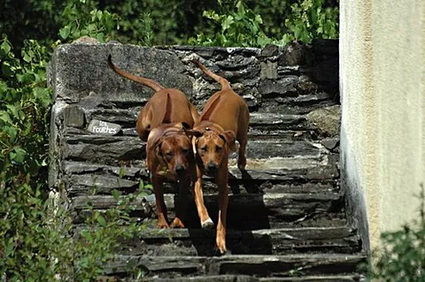 rhodesian ridgeback: a dog of a kind bred in southern Africa to hunt lions