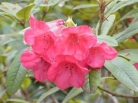 rhododendron: oleander (Nerium oleander)
