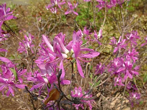 rhodora: a deciduous flowering shrub of species Rhododendron canadense, native to northeastern North America