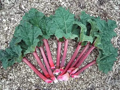 rhubarb: any plant of the genus Rheum, especially Rheum rhabarbarum, having large leaves and long green or...