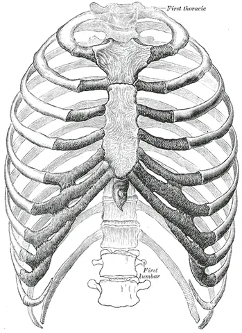 rib cage: a part of the skeleton within the thoracic area consisting of ribs, sternum and thoracic vertebrae