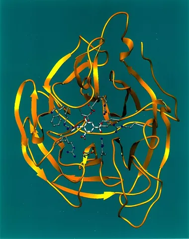 ribbon representation: a graphical representation of the gross structure of a protein in which different levels of...