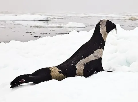 ribbon seal: a species (Histriophoca fasciata) of true seal found in the Arctic and subarctic regions of the...