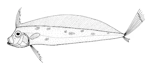 ribbonfish: any of several lampriform fish, of the family Trachipteridae, having long, ribbon-like bodies
