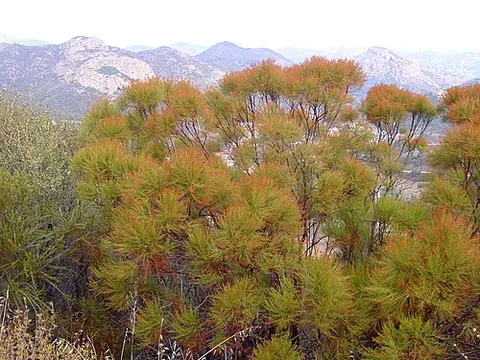 ribbonwood: any of various plants from Australia and New Zealand in the genera Hoheria, Idiospermum and...