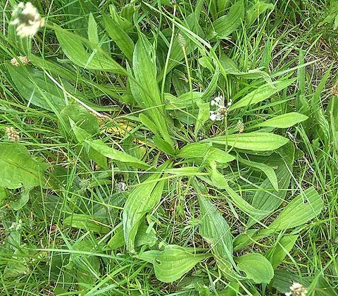 ribgrass: ribwort; Old World plantain, Plantago lanceolata