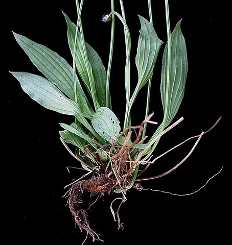 ribwort plantain: a plant of species Plantago lanceolata