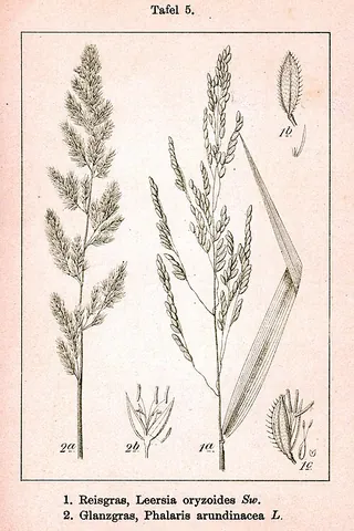 rice cutgrass: leersia oryzoides