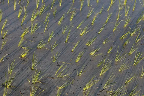 rice: cereal plants, Oryza sativa of the grass family whose seeds are used as food