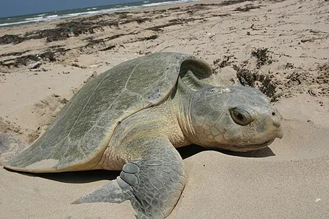 ridley: any of the marine turtles of the genus Lepidochelys, found in the Atlantic and Pacific oceans
