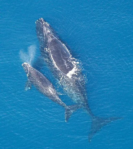 right whale: any baleen whale of the genus Eubalaena