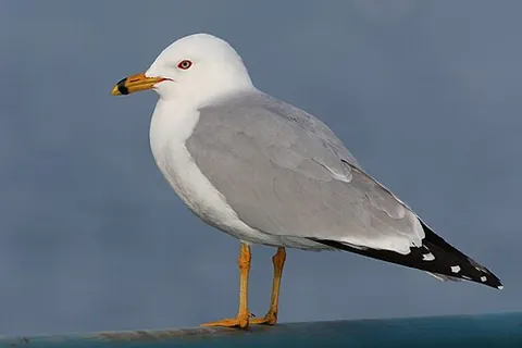ring-billed gull: larus delawarensis, a medium-sized gull of temperate North America