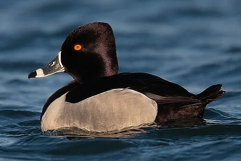 ring-necked duck: aythya collaris, a diving duck from North America commonly found in freshwater ponds and lakes