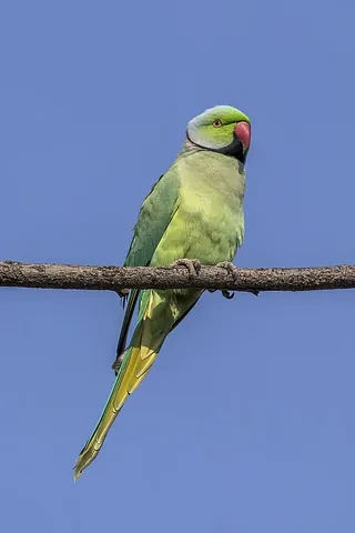 ring-necked parakeet: a species of parakeet, Psittacula krameri, prevalent in Asia and famous for escaping domestication...