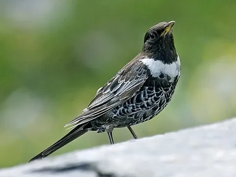 ring ouzel: turdus torquatus, a European thrush, similar to the common blackbird, but with a ring of white...