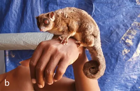 ring-tailed glider: a small gliding marsupial of the species Tous ayamaruensis, found in New Guinea and Australia