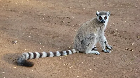 ring-tailed lemur: a lemur of species Lemur catta, from Madagascar, with a long black-and-white ringed tail