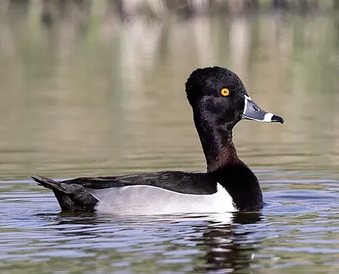 ringbill: aythya collaris, a diving duck of North America with a white band around the bill
