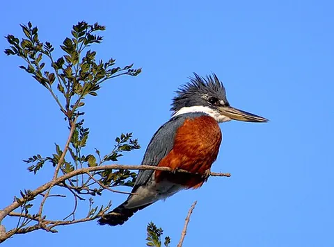 ringed kingfisher: a species of bird, Megaceryle torquata, found in the Americas south of the Rio Grande Valley to...