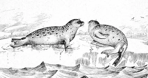 ringed seal: pusa hispida, an earless seal inhabiting Arctic and subarctic coasts