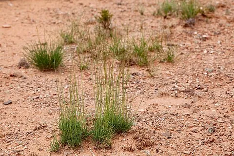 ringgrass: muhlenbergia torreyi
