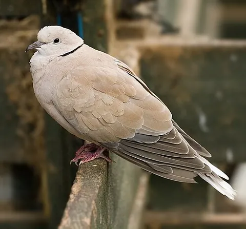 ringneck dove: a domesticated dove with an unclear taxonomic classification, often treated as its own species as,...