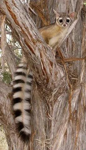 ringtail: a North American ringtail, Bassariscus astutus