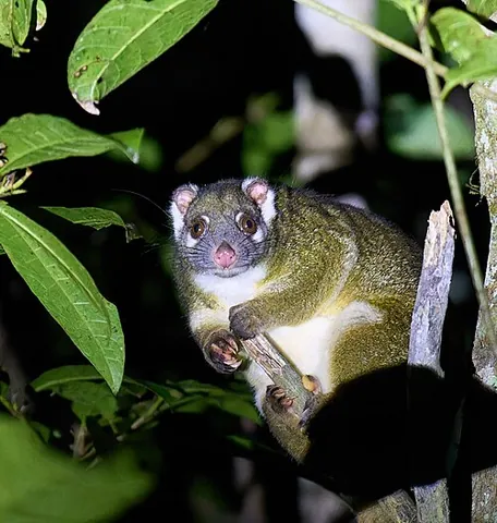 ringtailed possum: a possum of most genera in the family Pseudocheiridae, native to Australia, Indonesia and New Guinea