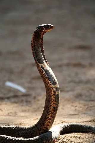 rinkhals: any of species Hemachatus haemachatus of venomous elapids found in parts of southern Africa