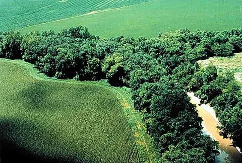 riparian: of or relating to the bank of a river or stream