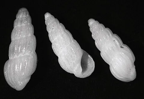 rissoinid: any sea snail of the family Rissoinidae