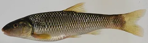 river chub: nocomis micropogon, a cyprinid minnow common in North American streams