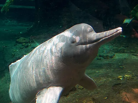 river dolphin: any dolphin that is found only in fresh or brackish water, now considered in one of three...