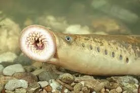 river lamprey: european river lamprey (Lampetra fluviatilis)