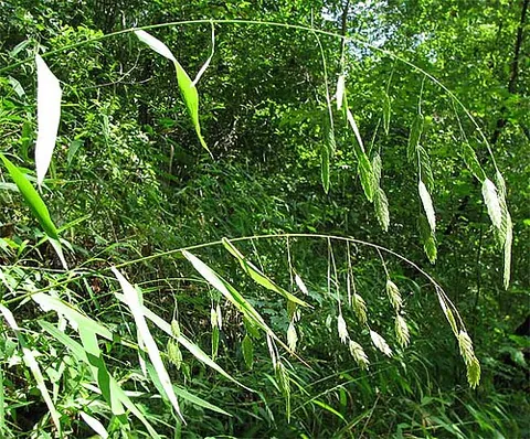 river oats: grass of species Chasmanthium latifolium, native to central and southeastern United States
