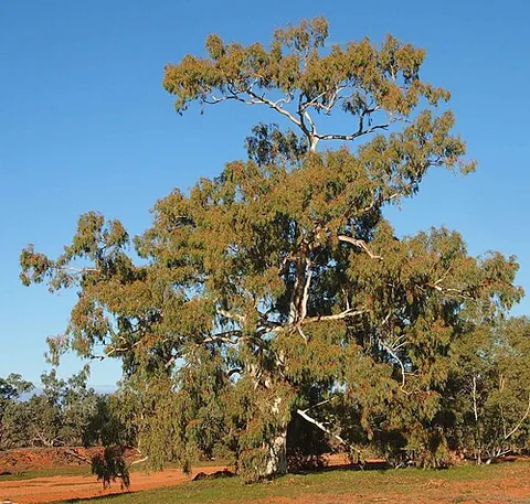 river red gum: a red gum tree of species Eucalyptus camaldulensis (syn. E. rostrata Schltdl., nom. illeg.)