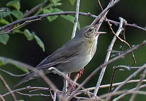 river warbler: an Old World warbler of species Locustella fluviatilis