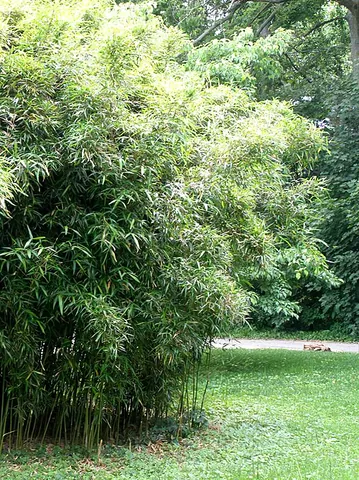 rivercane: the plant Arundinaria gigantea