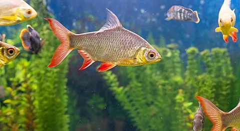 roach: any fish of species in the genus Rutilus, especially