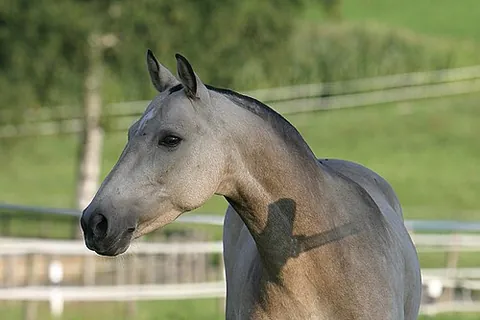 roached: having a style of trimming a horse's mane so that the hair stands straight up from the neck,...