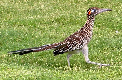 roadrunner: either of two species of fast-running bird in the genus Geococcyx of the cuckoo family native to...
