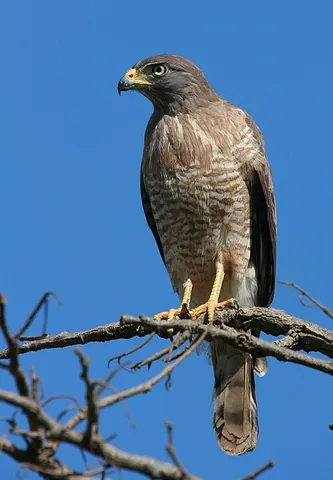 roadside hawk: buteo magnirostris, a relatively small bird of prey found in Latin America